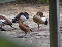 Canard (ord Anseriformes) (fam Annatides) (Photo F. Mrugala) (7)